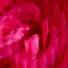 Carica l'immagine nel visualizzatore di Gallery, Roger&Gallet Crema Mani di Benessere 30 ml